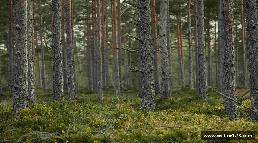 zoty中欧官方网站永不放弃，追寻梦想